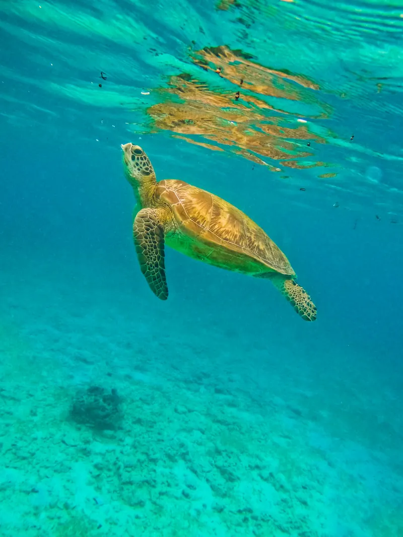 A sea turtle swimming in clear turquoise water off Moalboal