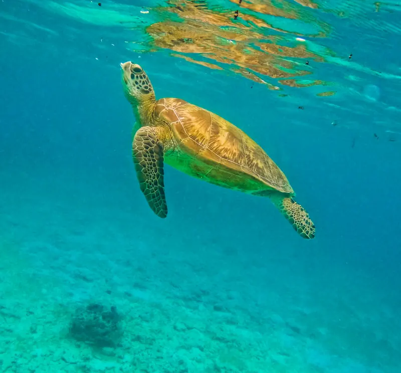 A sea turtle swimming in clear turquoise water off Moalboal